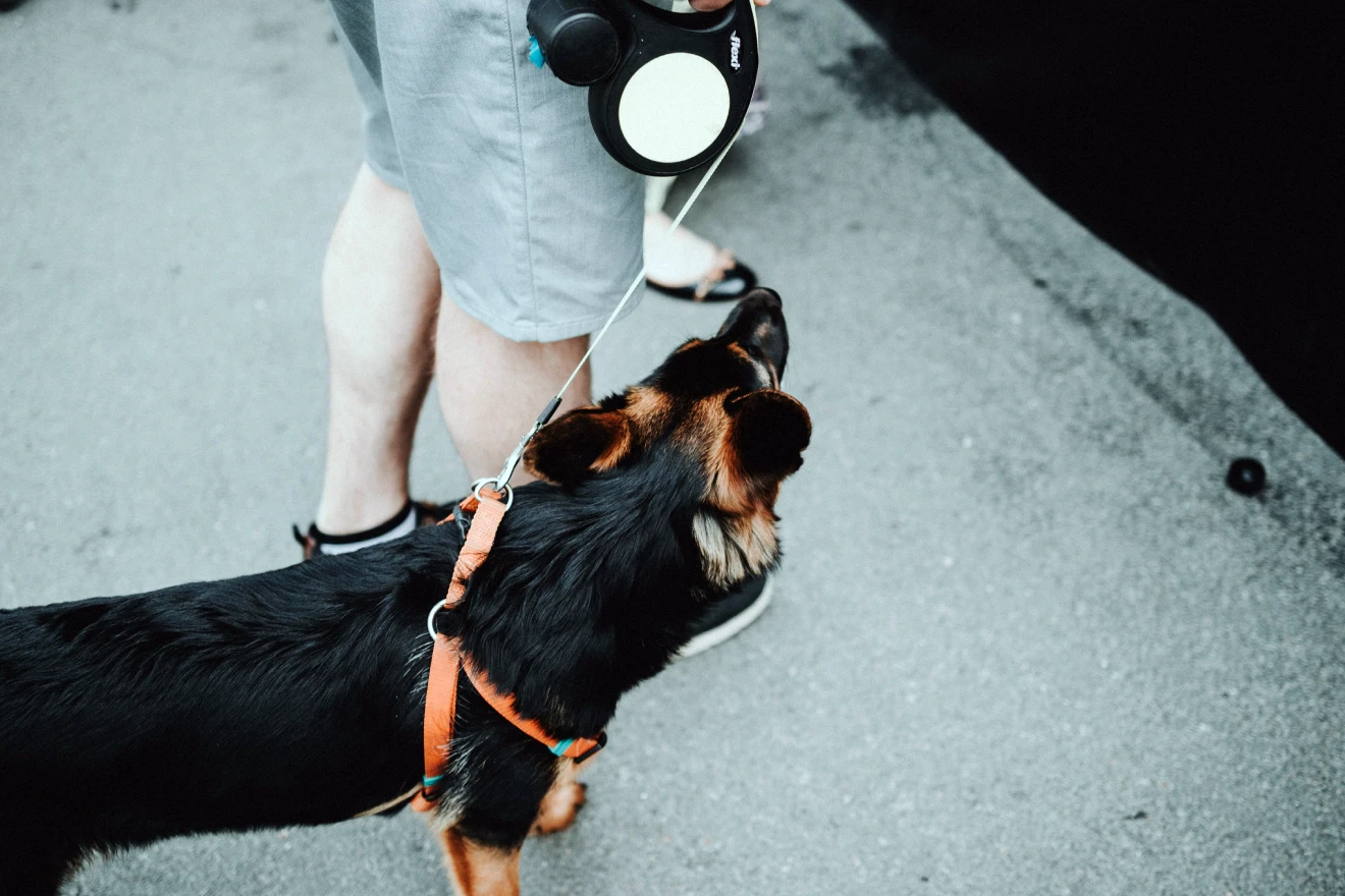 Travel with your dog or cat